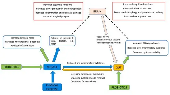 Asse intestino-muscolo-cervello: Meccanismi molecolari nei disturbi neurodegenerativi e potenziale efficacia terapeutica dell'integrazione di probiotici abbinata all'esercizio fisico