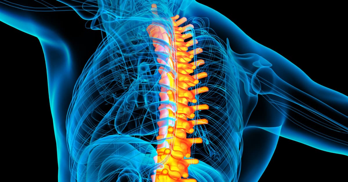 La colonna vertebrale - Movimento, stabilità e dolore