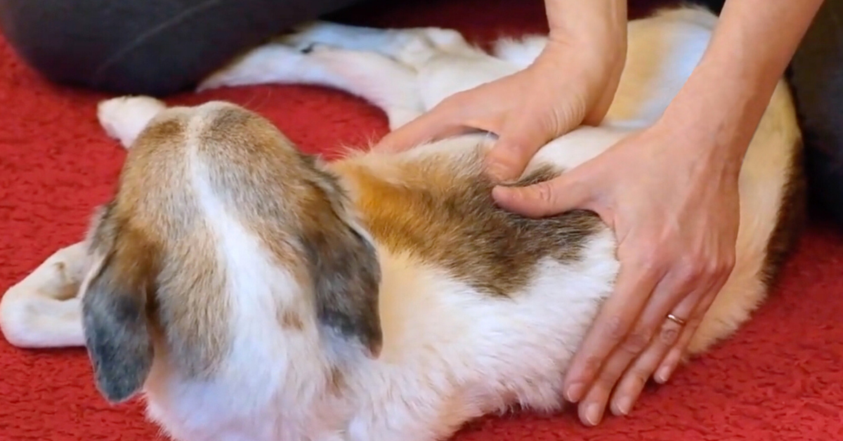Tecniche osteopatiche applicate al cane